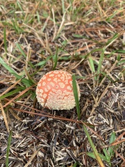 Amanita persicina