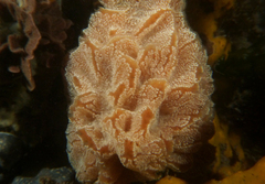 Aplidium opacum