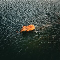 Elephas maximus maximus