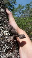 Agamidae