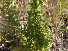 Galium tomentosum