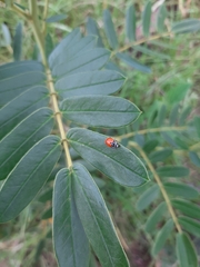 Hippodamia convergens