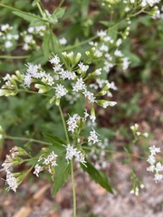 Ageratina jucunda