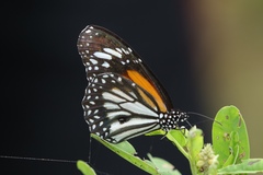 Danaus melanippus hegesippus