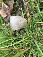 Coprinopsis atramentaria