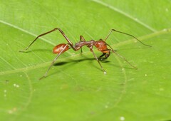 Myrmecium