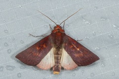 Calymera venusta