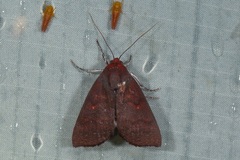 Calymera venusta