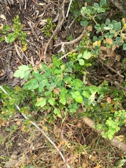 Notobubon galbanum