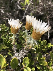 Helichrysum retortum