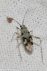 Phytocoris tiliae