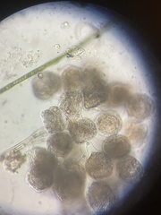 Sessilida