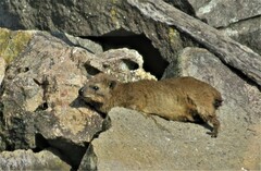 Procavia capensis capensis