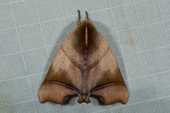 Carea parangulata