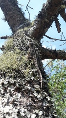 Agamidae