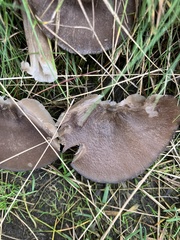 Pleurotus ostreatus