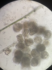 Sessilida