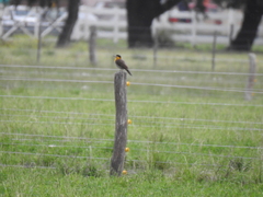 Colaptes campestris campestroides