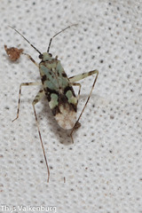 Phytocoris tiliae