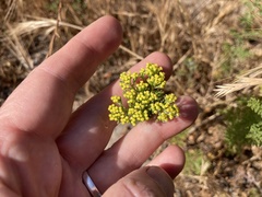 Oncosiphon suffruticosus