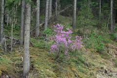 Rhododendron ledebourii