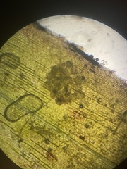 Sessilida