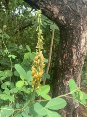 Crotalaria