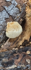 Hericium erinaceus