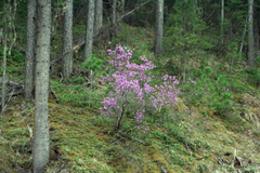 Rhododendron ledebourii