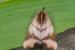 Carea parangulata