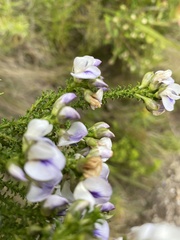 Psoralea aculeata