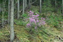 Rhododendron ledebourii