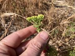 Oncosiphon suffruticosus