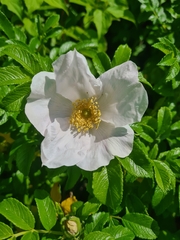 Rosa rugosa