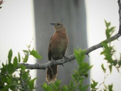 Phacellodomus striaticollis