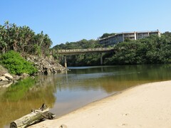 Procavia capensis capensis