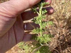 Oncosiphon suffruticosus