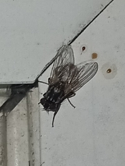 Muscidae