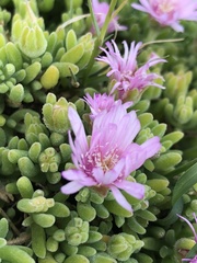 Drosanthemum candens