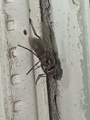Muscidae