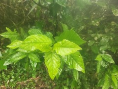 Maesa perlaria formosana