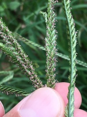 Eleusininae