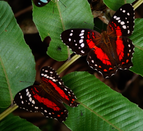 Red Peacock