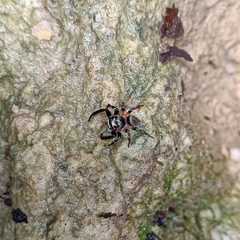 Hasarius adansoni