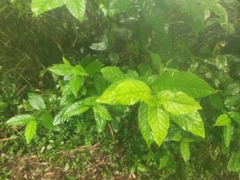 Maesa perlaria formosana