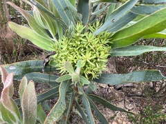 Protea witches broom phytoplasma