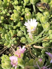 Drosanthemum candens
