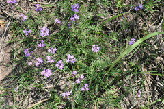 Glandularia dissecta