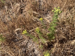 Oncosiphon suffruticosus