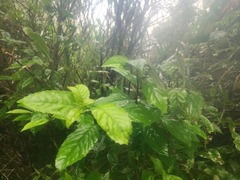 Maesa perlaria formosana